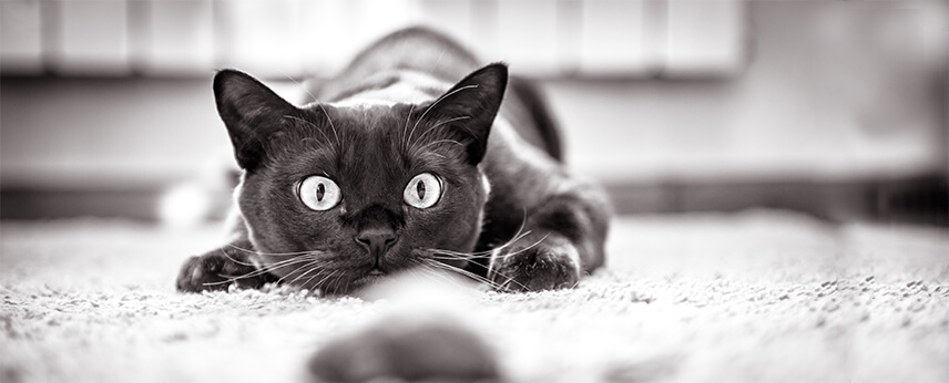 mancare pisici sterilizate